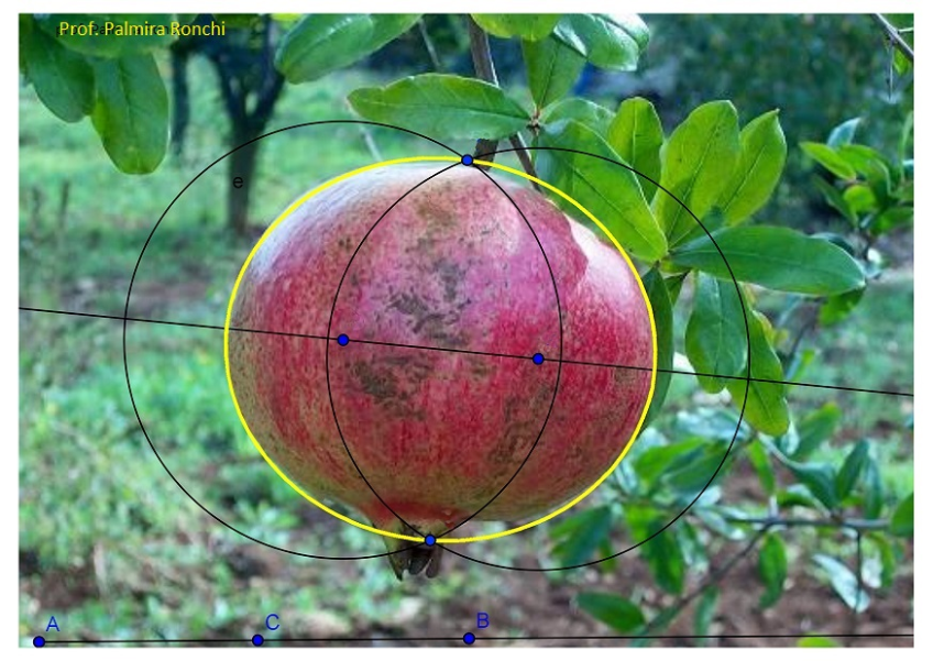 Maths in the nature: ellipse and pomenegrate