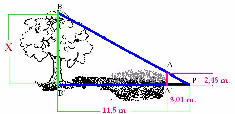 Calcula la altura del árbol aplicando el Teorema de Tales.