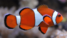 Nemo and the unit spheres