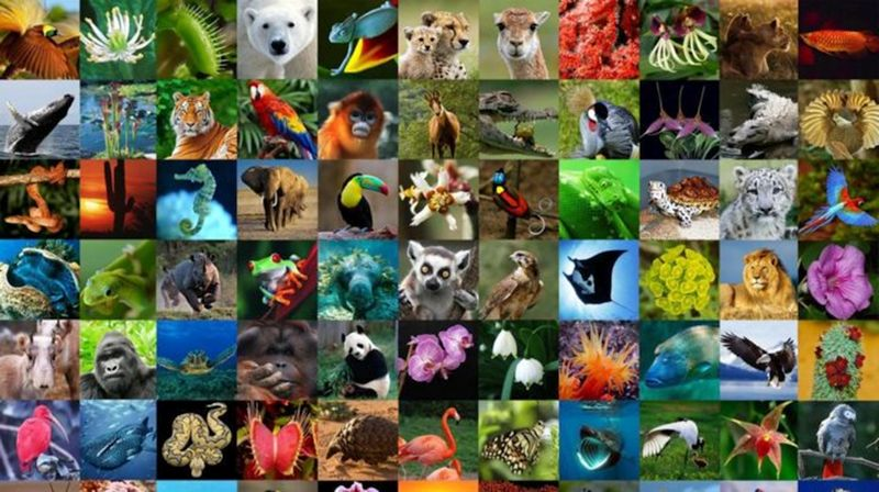 Forscher schätzen, dass es auf der Erde 15 Millionen Tierarten gibt.... wie soll man da den Überblick behalten? 
So hat man es geschafft: Man hat spezifische Eigenschaften ausgewählt und die Tierarten anhand dieser Eigenschaften in verschiedene Tiergruppen und -untergruppen eingeteilt: