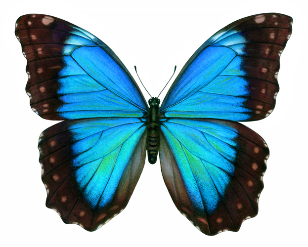 pillangó