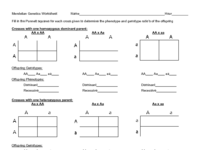 punnett square worksheet.pdf